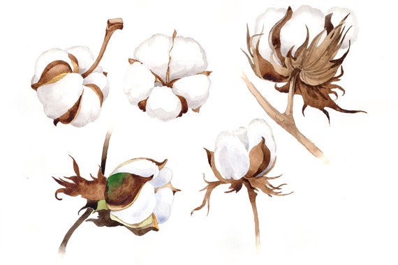 wildflower soft cotton png watercolor set etsy etsy