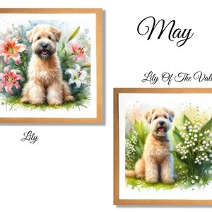 Carte de Terrier Wheaten, carte Wheaten Terrier, carte de fête des mères, carte de fête des mères Wheaten Terrier, fleur de naissance de mai