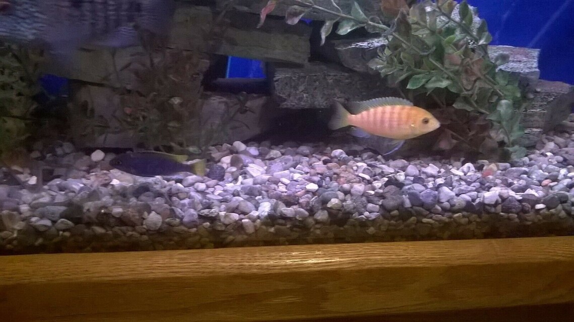 Natural Aquarium Gravel River Rock Stone Fish Tank Substrate. Etsy