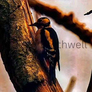 Great Spotted Woodpecker