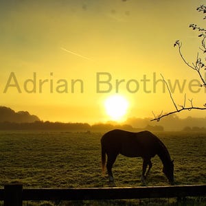 Sunrise Horse Photography  | Countryside Sunrise Print | Golden Hour Horse Artwork