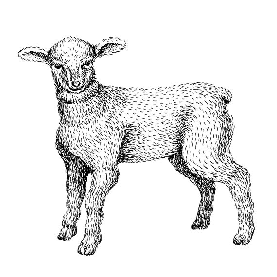 Kids Room And Nursery Wall Decals Stickers Black And White Sketch Baby Lamb
