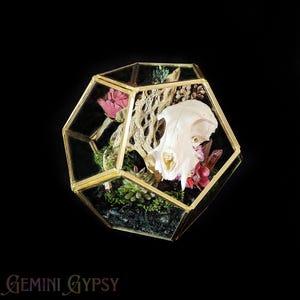 Raccoon Skull Terrarium