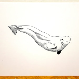 Print - Arctic Beluga Whale - Pen and Ink Illustration