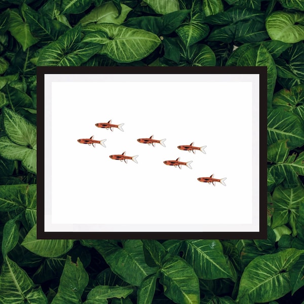Chili Rasbora / wall art / print / fish keeping / tropical fish / home decor