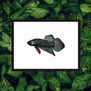 Peut inclure: Un poisson combattant noir et blanc avec des nageoires rouges, nageant sur un fond blanc. Le poisson est encadré par un cadre noir et entouré de feuilles vertes.