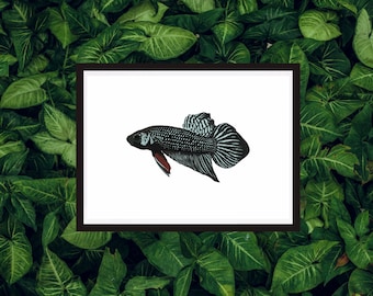 Betta / fish tank / print / poster / fish keeping / wall art