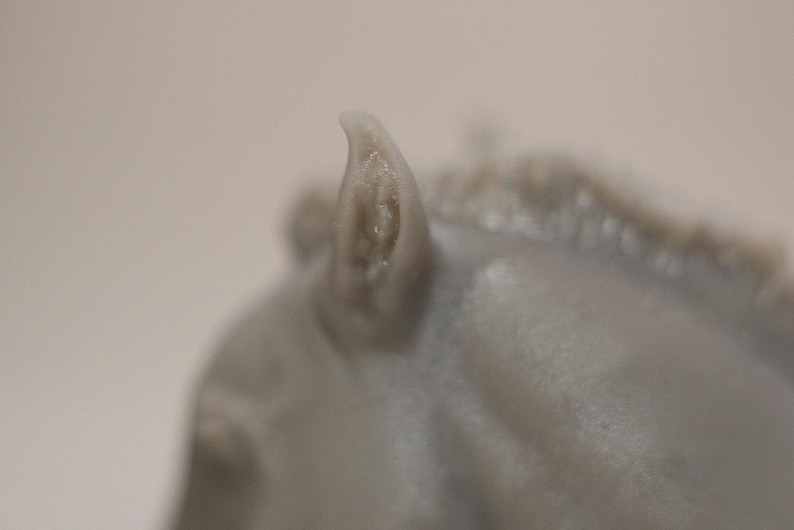May include: Close-up of a gray horse sculpture, focusing on the ear and part of the mane. The sculpture has a smooth, matte finish. The ear is detailed with subtle textures, and the mane is slightly blurred.