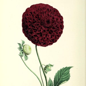 Vintage Botanical Illustrations Dahlia Printables