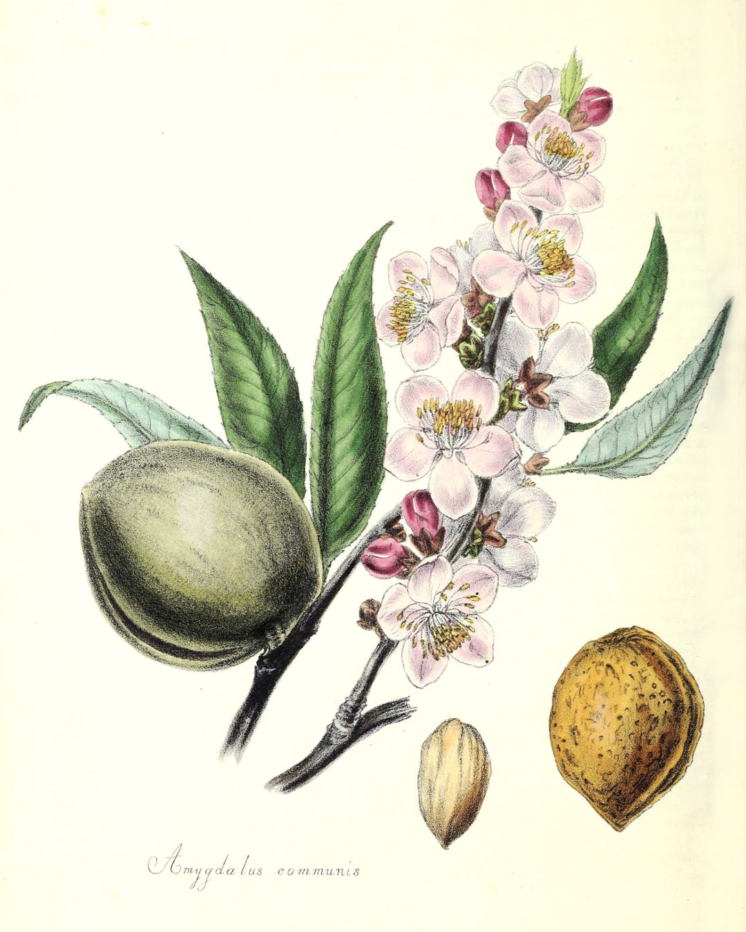 Vintage Botanical Almond Blossom Illustration Printables Etsy