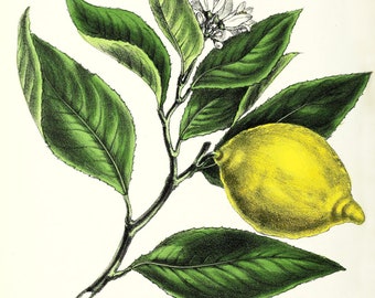 Vintage botanische citroen illustratie Printables