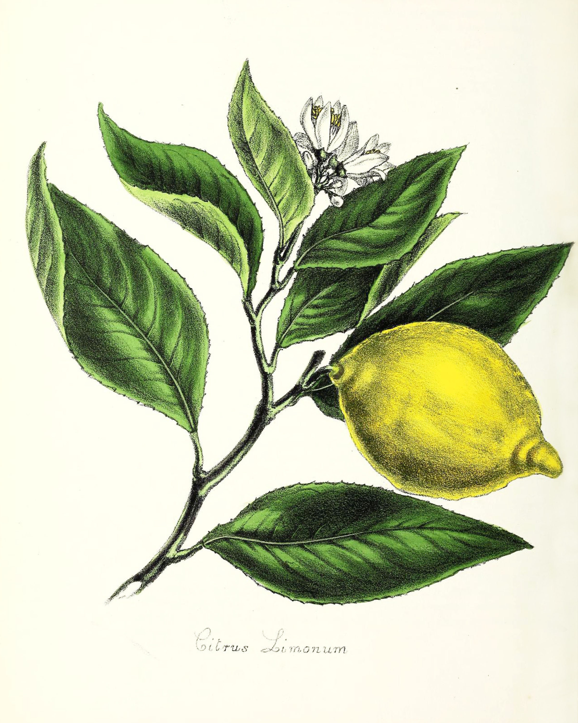 Black and White Sour Grass Printable Lemon Clover Botanical ...