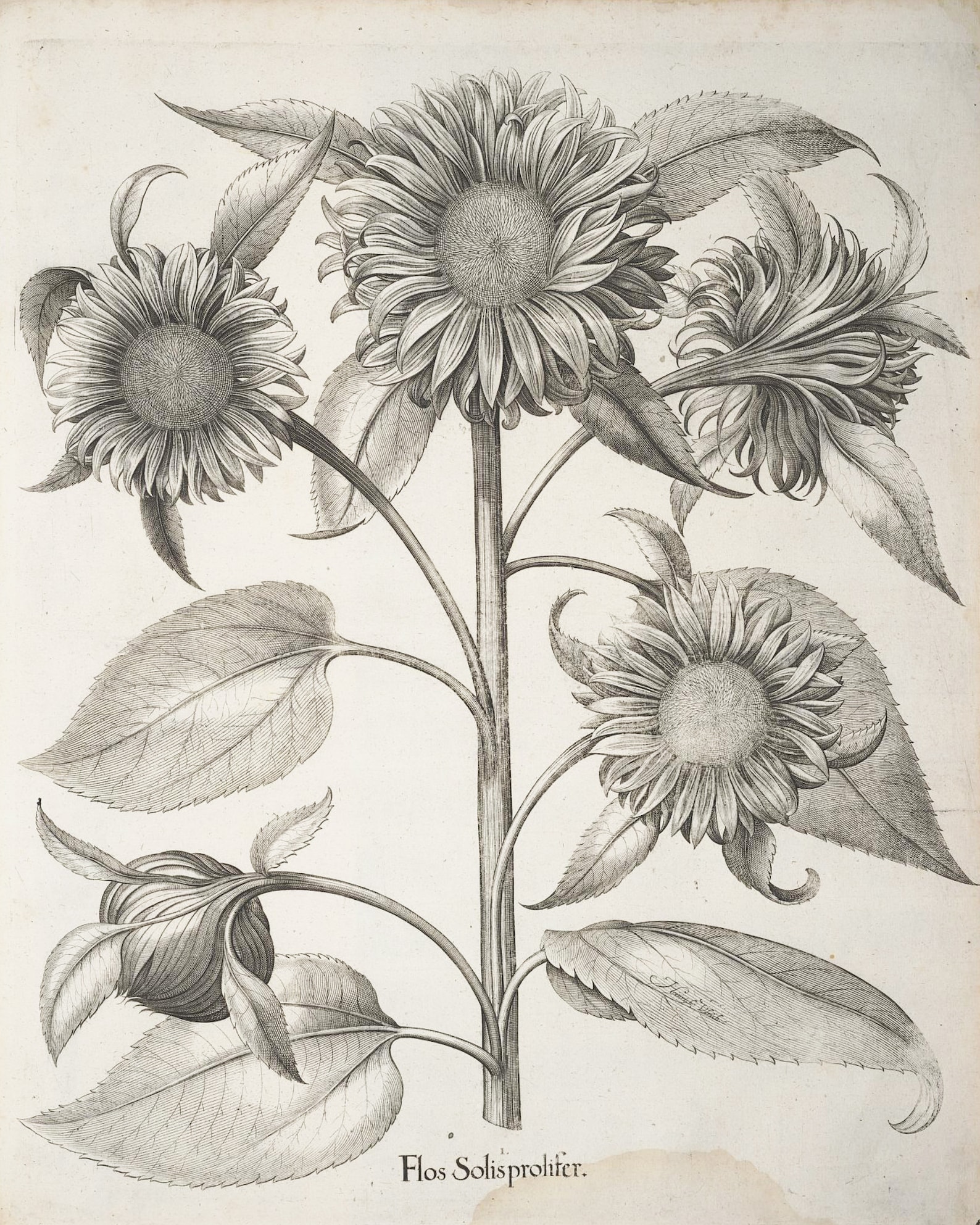 Vintage Sunflower Botanical Print Black And White Vintage Wall Etsy