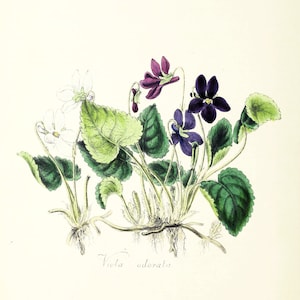Vintage Violet Botanical Illustration Printables