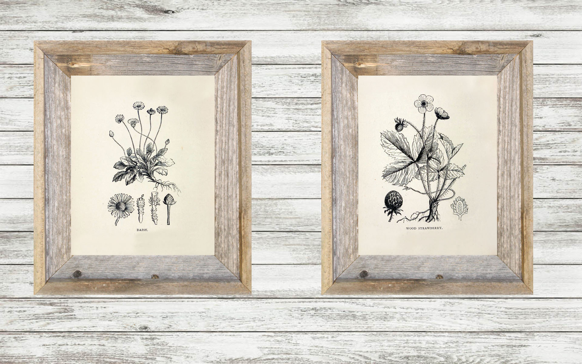Vintage Botanical Wall Art Digital Download - Etsy