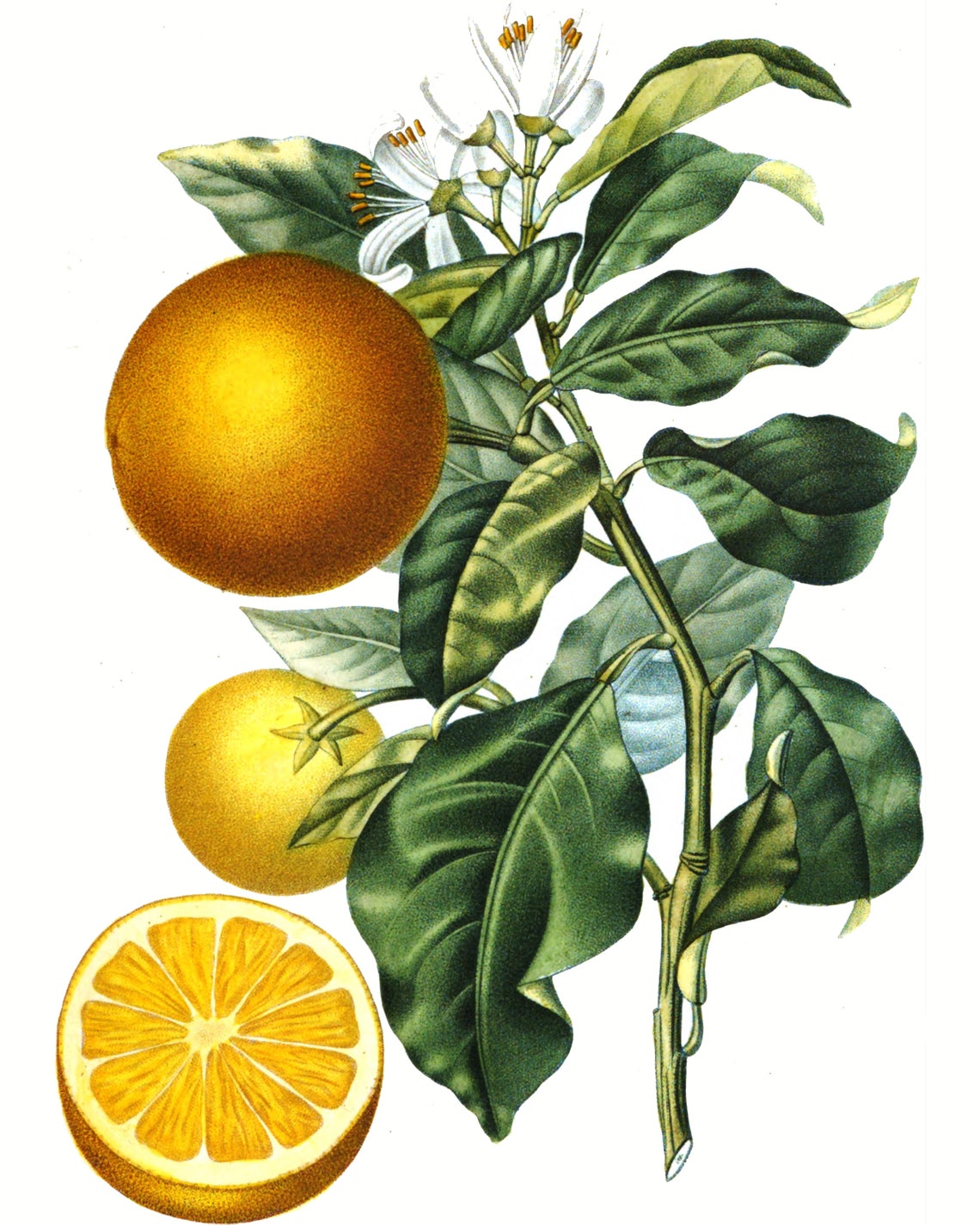 Vintage Orange Botanical Printables Wall Art Etsy Ireland