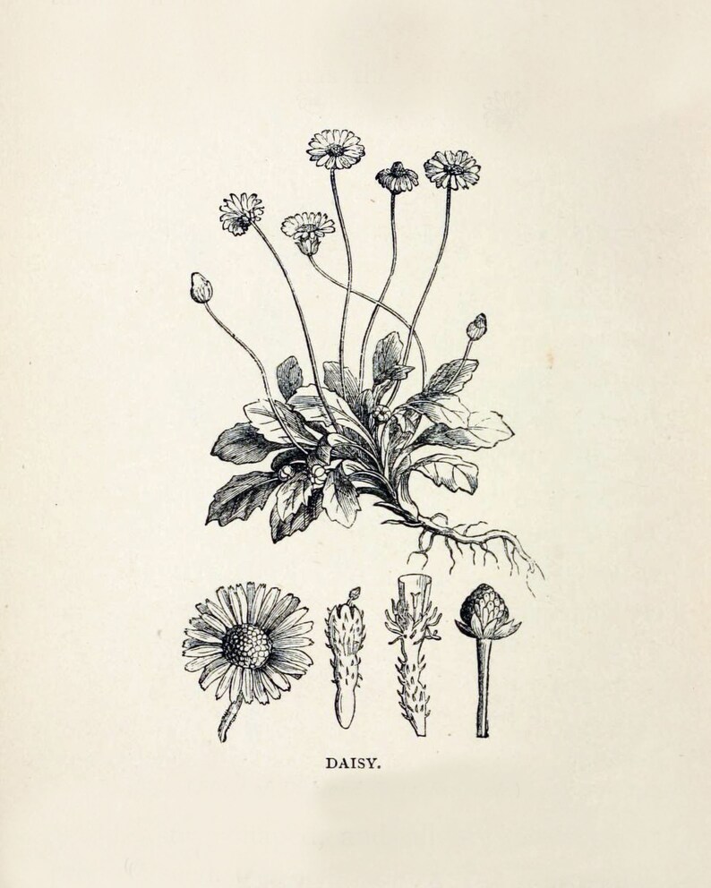 Vintage Black and White Botanical Printables Digital Print - Etsy