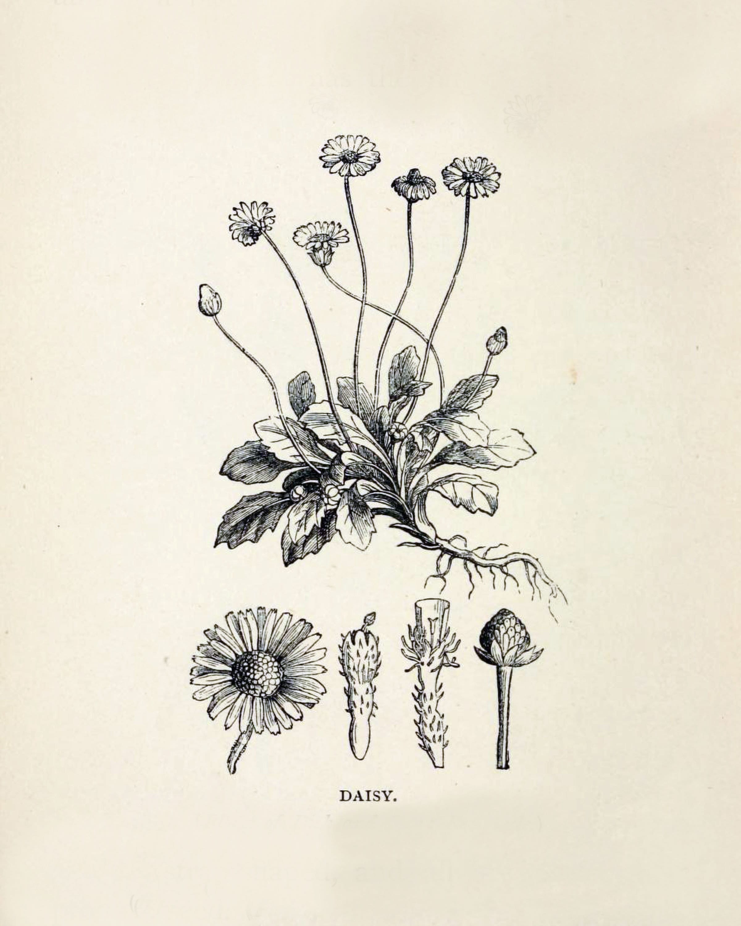 Black and white botanical prints deals