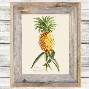 May include: A vintage botanical illustration of a pineapple, Ananas sativus, with a yellow and orange fruit and green leaves. The illustration is on a cream-colored background with the text "Ananas sativus, Fructu erecta, suave odore,  Bromelia,  Syn.  Ananassa,  Linn.  Tab.  145.  p.  225."