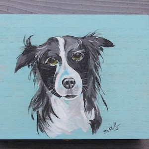 Teekiste Hund Border Collie