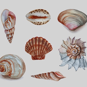 May include: A collection of eight seashells in various shapes, sizes, and colors. The shells are arranged in a row on a white background. The shells are a mix of brown, white, and gray.