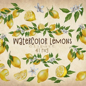 41 Aquarell Zitrone Clipart Botanische Frucht Illustration PNG Aquarell Zitrone Blütenkranz Florale Elemente