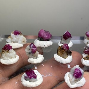May include: A collection of small, raw ruby crystals embedded in white matrix rock. Each individual stone is set into a small, circular white clay base. The rubies display a deep magenta-pink colour, contrasting with the opaque white and tan mineral host.