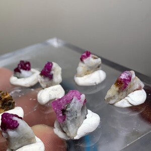 May include: A collection of small, raw ruby crystals embedded in white mineral matrix. Each piece is secured in a white, circular clay-like base, arranged on a clear, flat surface. The rubies display deep magenta and red hues with rough textures.