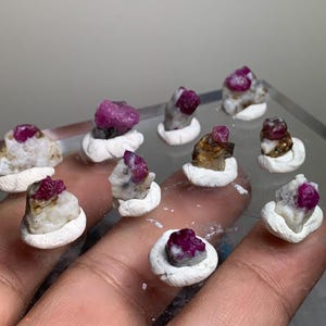 May include: A collection of small, raw ruby crystals embedded in white, textured mineral matrix bases. Each piece features a vibrant, deep pinkish-red gemstone protruding from a rough, light-coloured rock formation, arranged in a group.