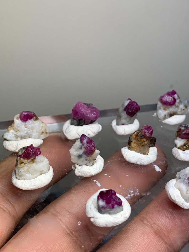May include: A collection of small, raw, deep pink ruby crystals embedded in rough, white, and grey mineral matrix stones. Each individual crystal is set into a small, circular, white clay base to hold it upright for display and examination.