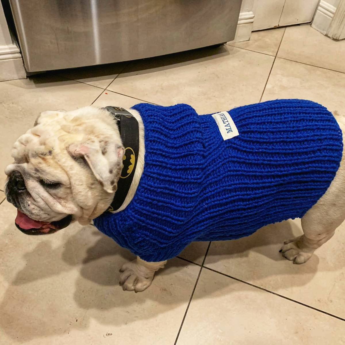 Bulldog clearance in sweater