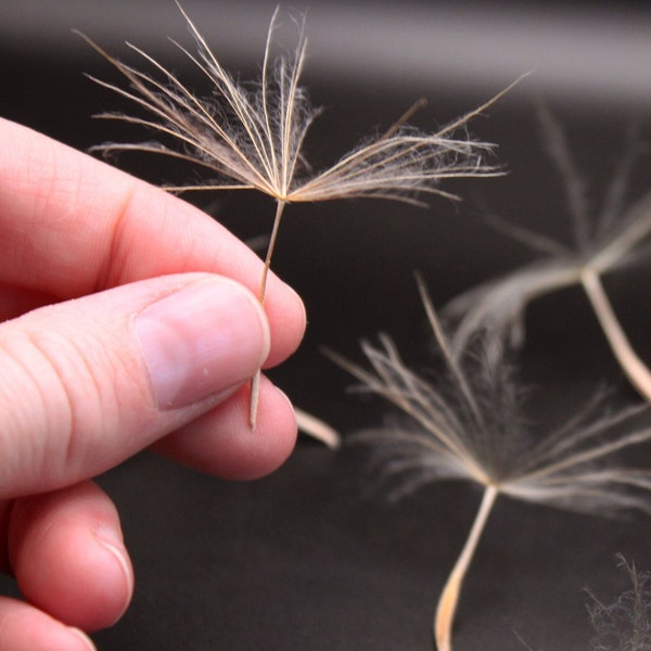 Parachute Seeds 50 Pcs Natural Dried Western Salsify Pappus Seed & Delicate Fluffy Feather Top for Epoxy Resin, Soap and Miniature Crafts