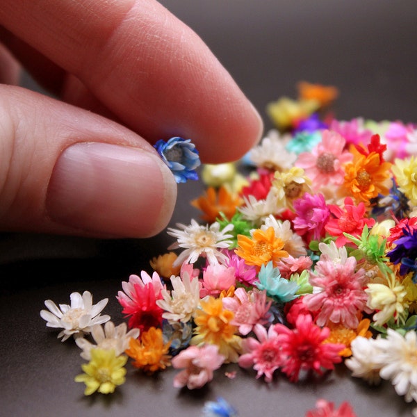 Dried Natural Mini Flowers 250+ Pcs Multi Color or Beige Blooms for Resin Filler, Fairy Crowns, Miniature Crafts, Soap Making, Scrapbooking