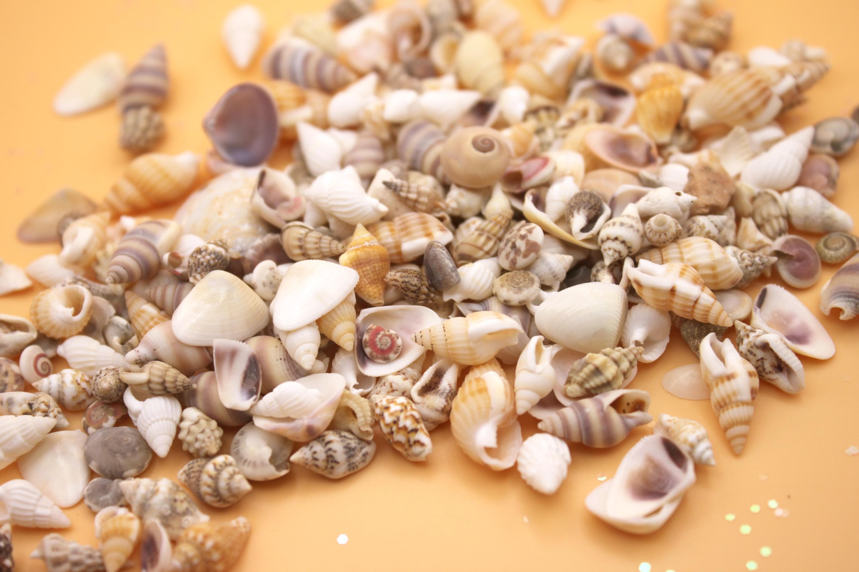 Mini Seashells: 100pk Tiny Conch Shell Embellishments, Soap Making - Etsy