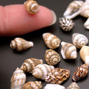 Mini Seashells: 100Pk Natural Conch Shell Beads with Drilled Holes for Jewelry Making