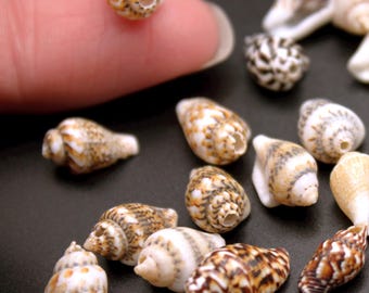 Mini Seashells: 100Pk Natural Conch Shell Beads with Drilled Holes for Jewelry Making