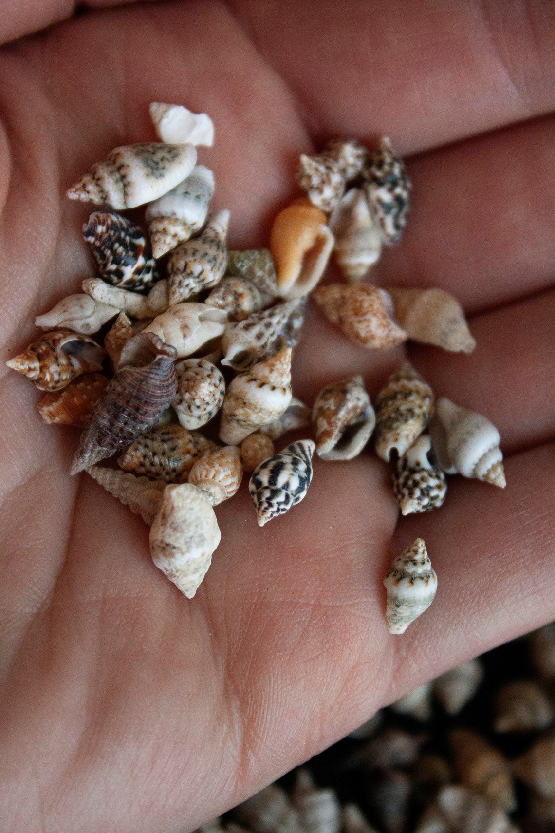 Seashells 200pk Miniature Conch Shells for Zen Garden or Fairy Garden ...