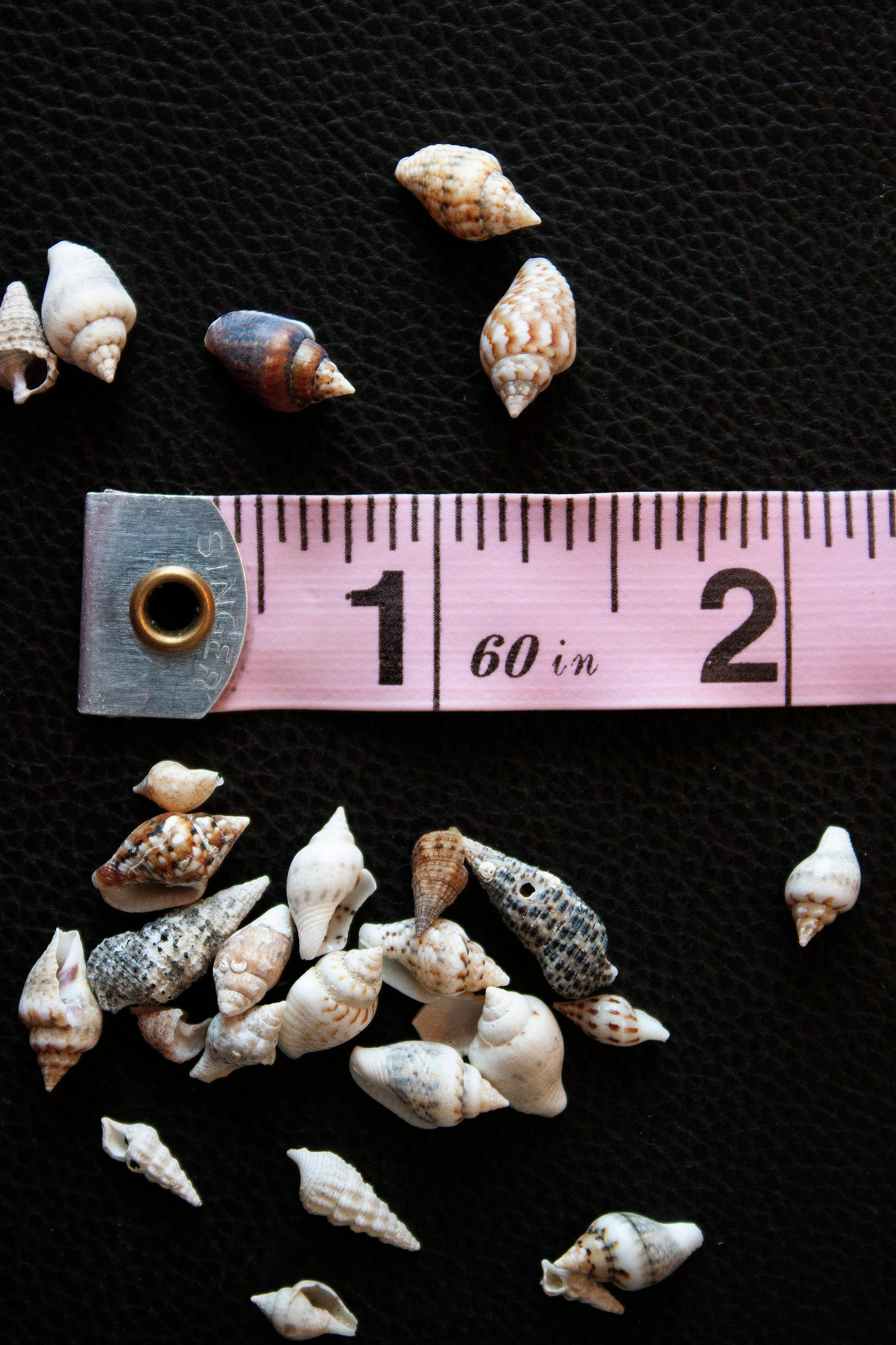 Seashells 200pk Miniature Conch Shells for Zen Garden or Fairy Garden ...