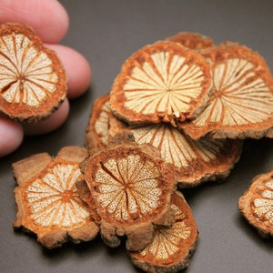 Wood Chips 8 Pk Natural Mini Eternal Flower Pattern Mixed Size Round Wooden Slices for DIY Christmas Tree Ornaments, Miniature Art Canvas