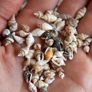 May include: A collection of small seashells in various shapes and colors, including white, tan, brown, and orange. The shells are held in an open hand, showcasing their intricate patterns and textures. The image highlights the natural beauty of the seashells.