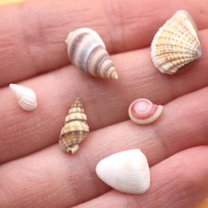 May include: A collection of small seashells in various shapes and colors, including white, tan, and brown. The shells are held in a person's hand, showcasing their natural textures and intricate designs. Ideal for crafts or coastal decor.