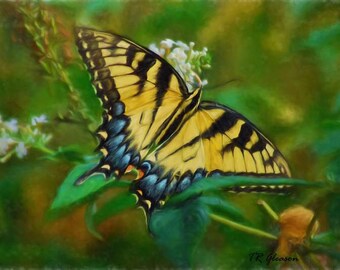 Tiger Swallowtail Butterfly