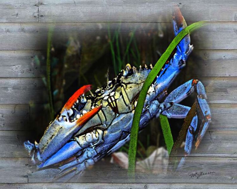 Blue Crab