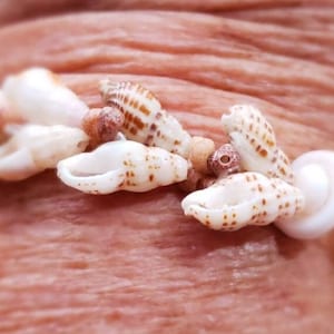 Niihau Laiki Armband, 2 Strang Hawaii Muschel Armreif, Niihau Muschel Schmuck, Niihau Muschel Armband, Hawaii Muschel Schmuck