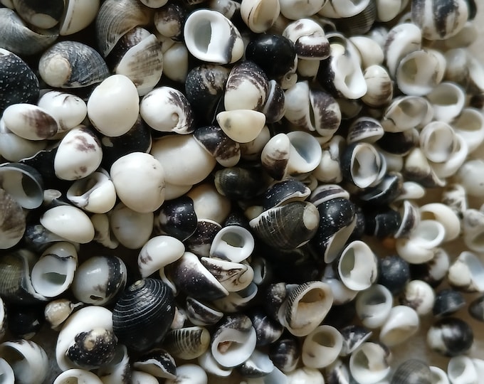 Chippi Shell Undrilled Pipipi Shells, Hawaiian Shell Supply, 500 Pcs, Speckled and ...