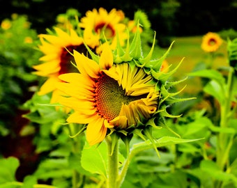 Sunflower Print Floral Yellow New Photo Nature Photography Landscape Photo Gallery Wall Flower Farmhouse Deco Modern Farmhouse Color Art