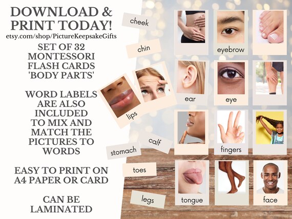 BODY PARTS real Pictures 32 Montessori Cards Flash Cards - Etsy