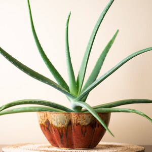 May include: A vibrant green aloe vera plant with long, pointed leaves, potted in a decorative, scalloped ceramic bowl. The bowl features a warm, earthy color palette of brown, red, and cream. The plant sits on a natural fiber mat.