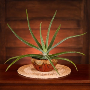 May include: An aloe vera plant with long, green, spiky leaves, potted in a decorative brown and orange ceramic bowl. The plant sits on a round, woven placemat, placed on a dark wooden surface. The background is a warm, reddish-brown wooden wall.
