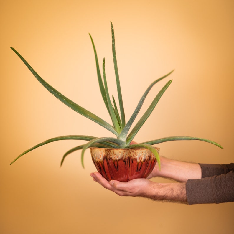 May include: An aloe vera plant in a decorative red and brown ceramic bowl. The plant has long, green, spiky leaves. The bowl is held by two hands against a warm, neutral background. The bowl has a unique, textured design.
